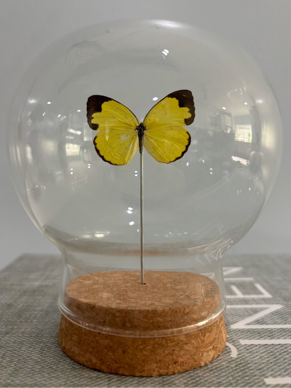 Preserved butterfly in glass dome